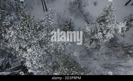 Vista aerea della pineta innevata in inverno Foto Stock