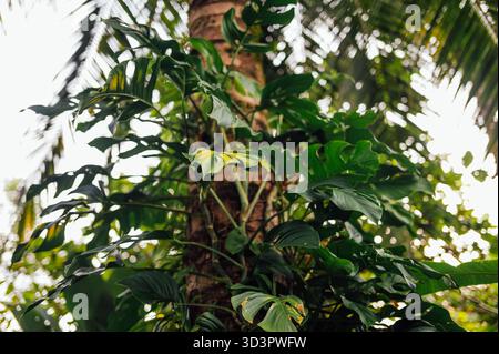 Monstera deliciosa che sale su una palma, Uvita, Costa Rica Foto Stock