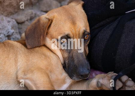 Primo piano, ritratto di un cane di razza mista sullo sfondo del muro della fortezza, Essaouira. Ritratto del cane di razza mista (mongrel). Foto Stock