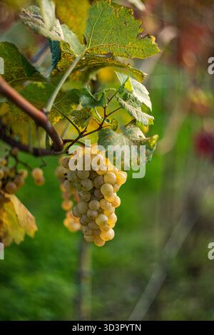 Vista ravvicinata dell'uva bianca appesa a una vite in un vigneto autunnale. Le lamelle presentano una combinazione di tonalità verde e giallo, a indicare il cambiamento di Foto Stock