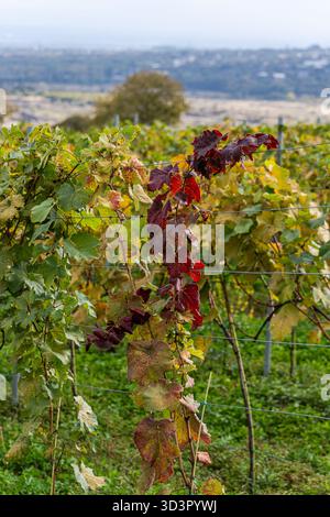 Il vivace fogliame autunnale colora il paesaggio di un vigneto georgiano, con filari di viti che si affacciano su una pittoresca valle. Le foglie passano da gr Foto Stock