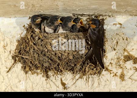 Un fienile deglutisce i suoi pulcini in un nido di fango sotto un tetto nelle Asturie, in Spagna. La scena riprende una tipica giornata estiva con l'interac della famiglia Swallow Foto Stock