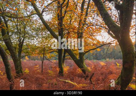 Felci autunnali e faggi (Fagus sylvatica) che brillano di colori caldi nella luce soffusa della sera, New Forest, Hampshire, Inghilterra Foto Stock