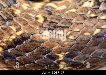 Immagine dettagliata da vicino di Hemorrhois hippocrepis, noto anche come serpente a frusta a ferro di cavallo, che mostra le sue scale modellate. Trovato nel wildl iberico Foto Stock