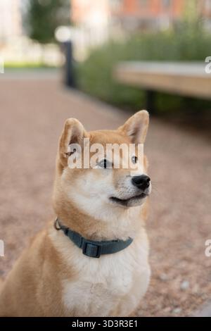 Un cane Shiba Inu con un cappotto abbronzato e bianco, seduto all'aperto su un sentiero di ghiaia. Il cane appare vigile e curioso, indossando un collare verde. Ba con messa a fuoco morbida Foto Stock