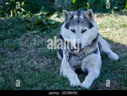 Siberian Husky con occhi azzurri sbalorditivi giace sull'erba, sulla pelliccia bianca bianca bianca bianca bianca e sull'imbracatura in pelle in una luce solare intensa all'aperto. Foto Stock