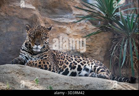 Potente jaguar appoggiata su una sporgenza rocciosa, che fissa intensamente la telecamera. Un primo piano del magnifico felino maculato nel suo habitat naturale. Foto Stock
