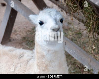 Adorabile lama bianca fissa curiosamente con grandi occhi scuri. Lana soffice, espressione delicata in un rustico recinto di fattoria con fieno. Foto Stock
