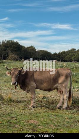 Mucca da latte bruna in piedi vicino alla recinzione nel paesaggio rurale sardo con pascolo verde Foto Stock