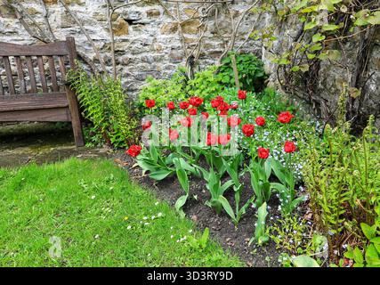 Fiori di tulipani chiamati Barbados in un letto di fiori al Constable Burton Hall Gardens, Constable Burton, Leyburn, North Yorkshire, Inghilterra, REGNO UNITO Foto Stock
