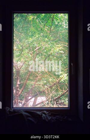 View through a PVC window framing a tree canopy outside the house, soft daylight highlighting leaves and home tranquility. Foto Stock