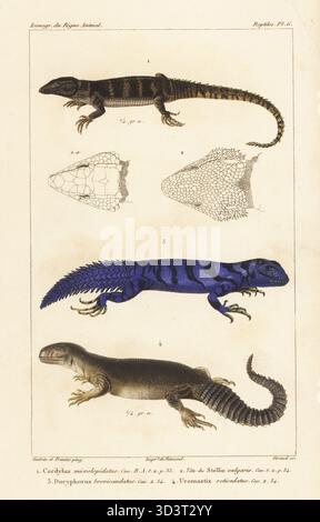 Lucertola del mantello, Pseudocordylus microlepidotus 1, iguana coda di spinotto verde, Uracentron azureum 3, lucertola dalla coda spinosa di Hardwick, Saara hardwickii 4. Testa di roccia a coda di rondine agama, Laudakia stellio 2. Incisione a mano di Eugene Giraud su lastra di rame stipple dopo un'illustrazione di Felix-Edouard Guérin-Méneville e Edouard Travies dall'Iconographie du règne Animal de George Cuvier di Guérin-Méneville, Iconography of the Animal Kingdom di George Cuvier, J. B. Bailliere, Parigi, 1829-1844. Foto Stock