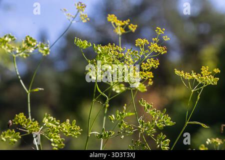 Alta pianta di finocchio caratterizzata da gruppi di piccoli fiori gialli che rilasciano un profumo aromatico osservato in un lussureggiante giardino in una giornata limpida. Foto Stock
