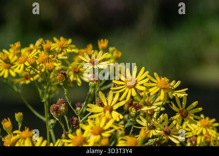 Gruppi di fiori gialli luminosi di giacobaea vulgaris fioriscono in modo vibrante in un ambiente verde lussureggiante che illustra i colori vivaci della ragwort di Tansy in l Foto Stock
