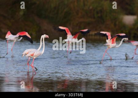 Rosaflamingos (Phoenicopterus roseus) in den Sümpfen der Carmargue in Südfrankreich. I fenicotteri più grandi (Phoenicopterus roseus) decollano da una laguna nella Camargue, in Francia. Foto Stock