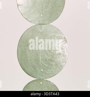 Mobile con guscio verde appeso a una fune, oscillante nel vento, sfondo naturale isolato con percorso di ritaglio Foto Stock