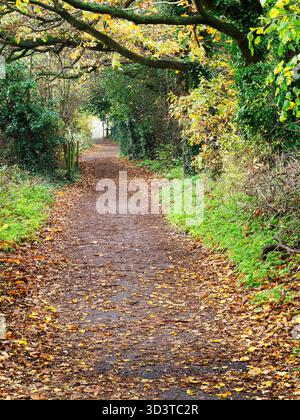 Alberi autunnali e foglie cadute lungo la ciclabile Beryl Burton Cycleway 636 vicino a Knaresborough, North Yorkshire, Inghilterra Foto Stock