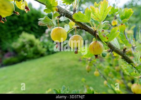 Abbondanti uva spina verde pende su un ramo di cespuglio, circondato da foglie lussureggianti. Un ambiente fresco, naturale e invitante per il raccolto estivo in un ambiente luminoso e naturale Foto Stock