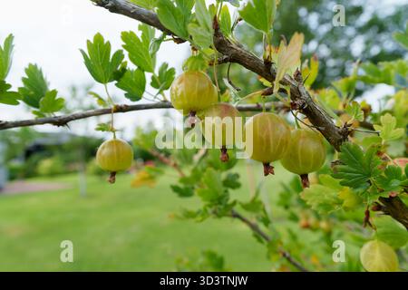 Abbondanti uva spina verde pende su un ramo di cespuglio, circondato da foglie lussureggianti. Un ambiente fresco, naturale e invitante per il raccolto estivo in un ambiente luminoso e naturale Foto Stock