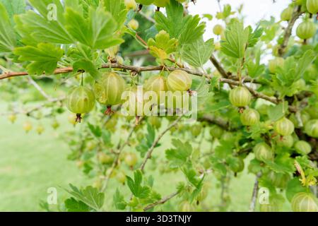 Abbondanti uva spina verde pende su un ramo di cespuglio, circondato da foglie lussureggianti. Un ambiente fresco, naturale e invitante per il raccolto estivo in un ambiente luminoso e naturale Foto Stock