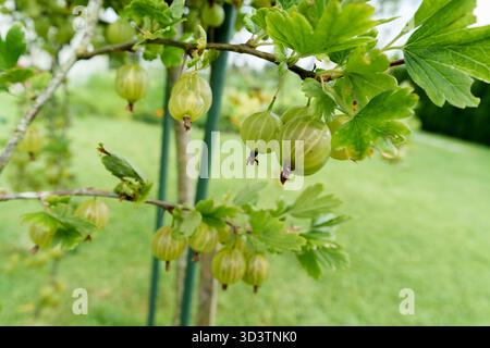 Abbondanti uva spina verde pende su un ramo di cespuglio, circondato da foglie lussureggianti. Un ambiente fresco, naturale e invitante per il raccolto estivo in un ambiente luminoso e naturale Foto Stock