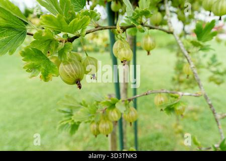 Abbondanti uva spina verde pende su un ramo di cespuglio, circondato da foglie lussureggianti. Un ambiente fresco, naturale e invitante per il raccolto estivo in un ambiente luminoso e naturale Foto Stock