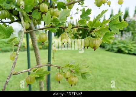 Abbondanti uva spina verde pende su un ramo di cespuglio, circondato da foglie lussureggianti. Un ambiente fresco, naturale e invitante per il raccolto estivo in un ambiente luminoso e naturale Foto Stock
