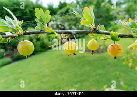 Abbondanti uva spina verde pende su un ramo di cespuglio, circondato da foglie lussureggianti. Un ambiente fresco, naturale e invitante per il raccolto estivo in un ambiente luminoso e naturale Foto Stock