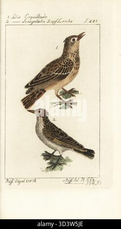 Larice di Thekla, Galerida theklae e larice crestato, Galerida cristata. Cochevis huppé, Cochevis de Thékla. Die Coquillade, Die Senegalische Zopf Lerche. La coquillade, la Grisette, Alauda cristata. Buffon Planche 662, 504. Foto Stock