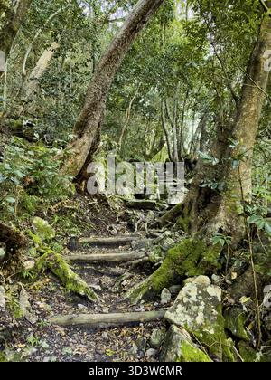 Misterioso sentiero escursionistico attraverso la fitta foresta di montagna di città del Capo, Sud Africa Foto Stock