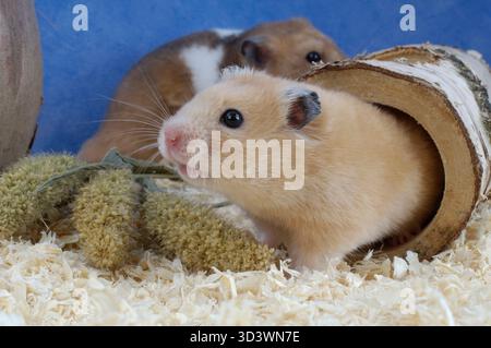 Criceto siriano o dorato (Mesocricetus auratus) Foto Stock