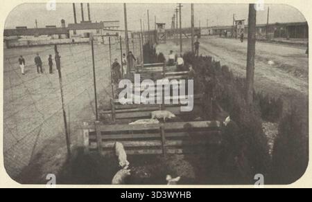 Nel 1915, il campo di prigionia di Soltau incorporò l'allevamento di suini come parte dei suoi sforzi agricoli per sostenere la fornitura di cibo del campo. I prigionieri erano incaricati di allevare maiali come parte dei loro doveri quotidiani. Foto Stock