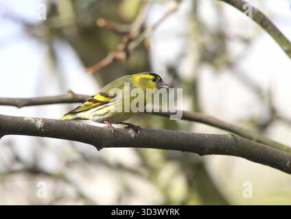 Siskin, Spinus spinus, maschio. Presa a Norfolk, in Inghilterra. Foto Stock