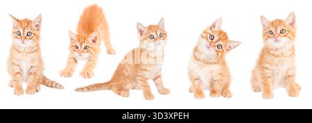 Striscione di gattini di zenzero su sfondo bianco isolato. Foto Stock