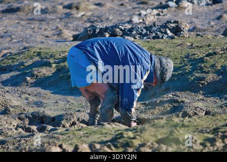 Uomo che raccoglie ostriche e molluschi nella zona fangosa con bassa marea. Spagna Foto Stock