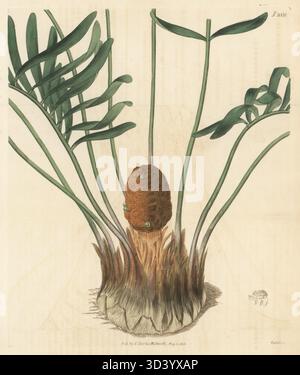 Florida arrowroot o guayara, pianta maschile, Zamia pumila. Vulnerabile. Cresciuto dal vivaista George Loddiges nel 1815. Zamia a piccola lievitazione, Zamia pumila mas. Incisione a mano su lastra di rame di Weddell dopo un'illustrazione botanica di un artista sconosciuto dal Curtis's Botanical Magazine, a cura di John Sims, Londra, 1818. Foto Stock
