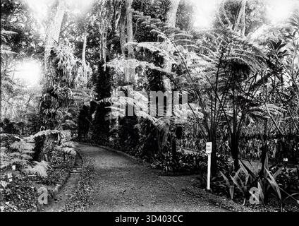 Una vista storica del giardino botanico di Bogor (Buitenzorg), Giava, Indonesia, precedentemente noto come Indie Orientali olandesi. Questa foto, tra il 1880 e il 1910, cattura l'orticoltura e il paesaggio dell'epoca coloniale. Foto Stock