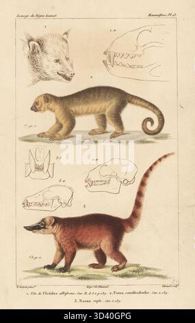 Kinkajou, Potos flavus 2, South American Coati, Nasua nasua 3 e testa di orso-gatto, Arctictis binturong 1. Incisione a mano in rame stipple di Eugene Giraud dopo un'illustrazione di Felix-Edouard Guérin-Méneville da Iconographie du règne Animal de George Cuvier di Guérin-Méneville, Iconography of the Animal Kingdom di George Cuvier, J. B. Bailliere, Parigi, 1829-1844. Foto Stock