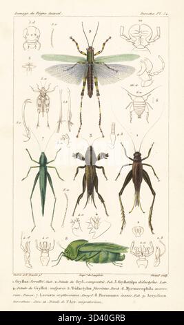 Cricket, Eneoptera surinamensis 1, changa mole cricket, Neoscapteriscus didactylus 3, testa conica grande, Ruspolia nitidula 7, vescica cavalletta, Pneumora inanis 8 e cavalletta, Zoniopoda tarsata 9. Incisione a mano di Eugene Giraud su lastra di rame di Felix-Edouard Guérin-Méneville e Édouard Traviès da Iconographie du règne Animal de George Cuvier di Guérin-Méneville, Iconography of the Animal Kingdom di George Cuvier, J. B. Bailliere, Parigi, 1829-1844. Foto Stock