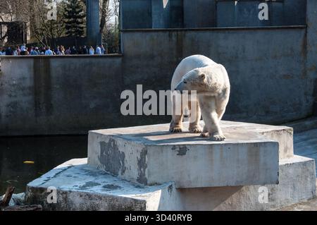 Orso polare in piedi su una piattaforma in cemento all'interno del recinto dello zoo. Foto Stock