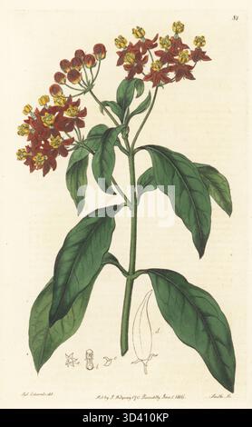 Alghe di latte tropicali, fiori di sangue o mosto di rondine di Curassoa, Asclepias curassavica. Nativo della Giamaica e delle Indie occidentali, tratto da un esemplare dal giardino di Lady Aylesford a Stanmore. Incisione a mano su lastra di rame di P.W. Smith dopo un'illustrazione botanica di Sydenham Edwards dal suo Botanical Register, J. Ridgeway, Londra, 1815. Foto Stock
