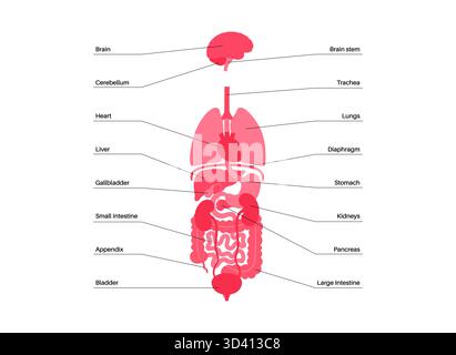 Illustrazione di organi interni umani. Foto Stock