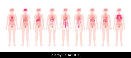 Illustrazione di organi interni nel corpo umano con diversi organi evidenziati. Foto Stock