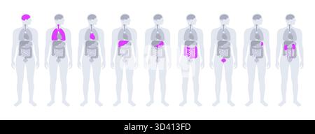 Illustrazione di organi interni nel corpo umano con diversi organi evidenziati. Foto Stock
