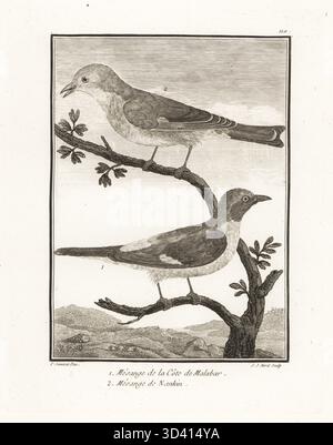 Piccolo minivet, Pericrocotus cinnamomeus peregrinus 1 e leiothrix a becco rosso, Leiothrix lutea 2. Mesange de la cote de Malabar 1, mesange de Nankin. Incisione su lastra di J. J. Avril dopo un'illustrazione di Pierre Sonnerat dal suo Voyage aux Indes Orientales et à la Chine (viaggio nelle Indie Orientali e Cina, Dentu, Parigi, 1806. Foto Stock