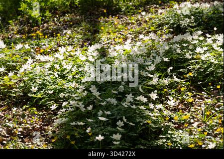 Terreno boschivo vicino a Cowbeech, East Sussex, in aprile, con un tappeto illuminato dal sole di anemoni di legno e celandine tra foglie e muschio Foto Stock