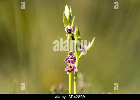Delicati fiori viola fioriscono in mezzo alla vegetazione verde in una giornata di sole, mostrando la bellezza e la resilienza della natura. Foto Stock