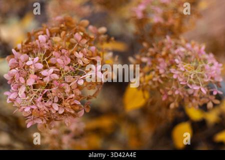 Ortensie rosa appassite fioriscono in una luce soffusa d'autunno. Foto di alta qualità Foto Stock