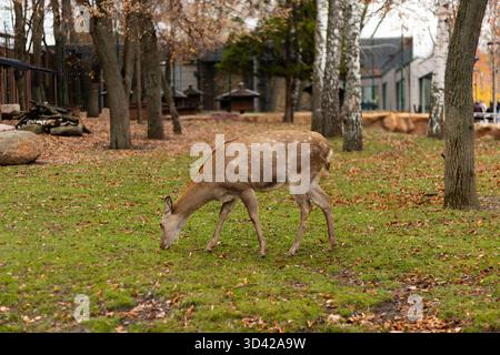 Cervo che pascolava sull'erba in uno zoo. Foto di alta qualità Foto Stock