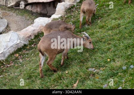 Capre che pascolano su erba verde vicino alle rocce. Foto di alta qualità Foto Stock